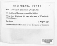 Sclerencoelia fascicularis image